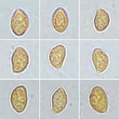 Cortinarius rubicundulus