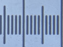 Cortinarius rubicundulus