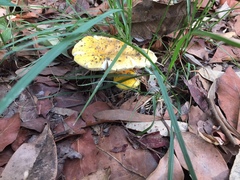 Amanita flavella