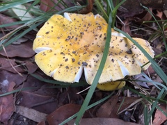 Amanita flavella