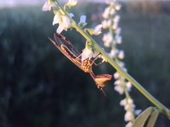 Paramantispa prolixa