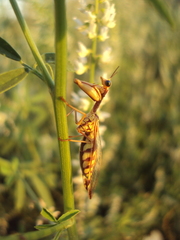 Paramantispa prolixa