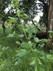 Kearnemalvastrum lacteum