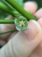 Kearnemalvastrum lacteum