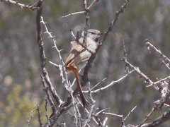 Pseudasthenes steinbachi