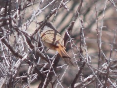 Pseudasthenes steinbachi