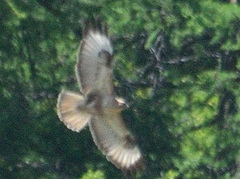 Buteo hemilasius