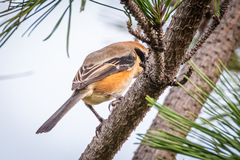 Lanius bucephalus bucephalus