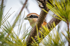 Lanius bucephalus bucephalus