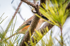 Lanius bucephalus bucephalus