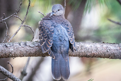 Streptopelia orientalis orientalis