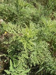 Ambrosia tenuifolia