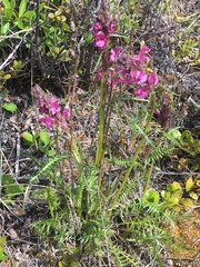 Pedicularis sudetica interior
