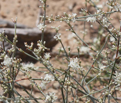 Eriogonum wrightii wrightii