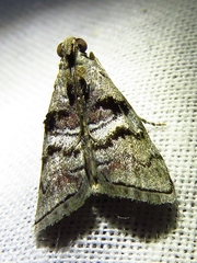 Pococera maritimalis