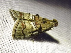 Pococera maritimalis