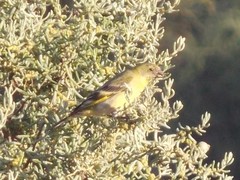 Spinus crassirostris