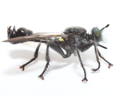 Laphria winnemana