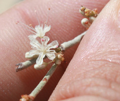 Eriogonum wrightii wrightii