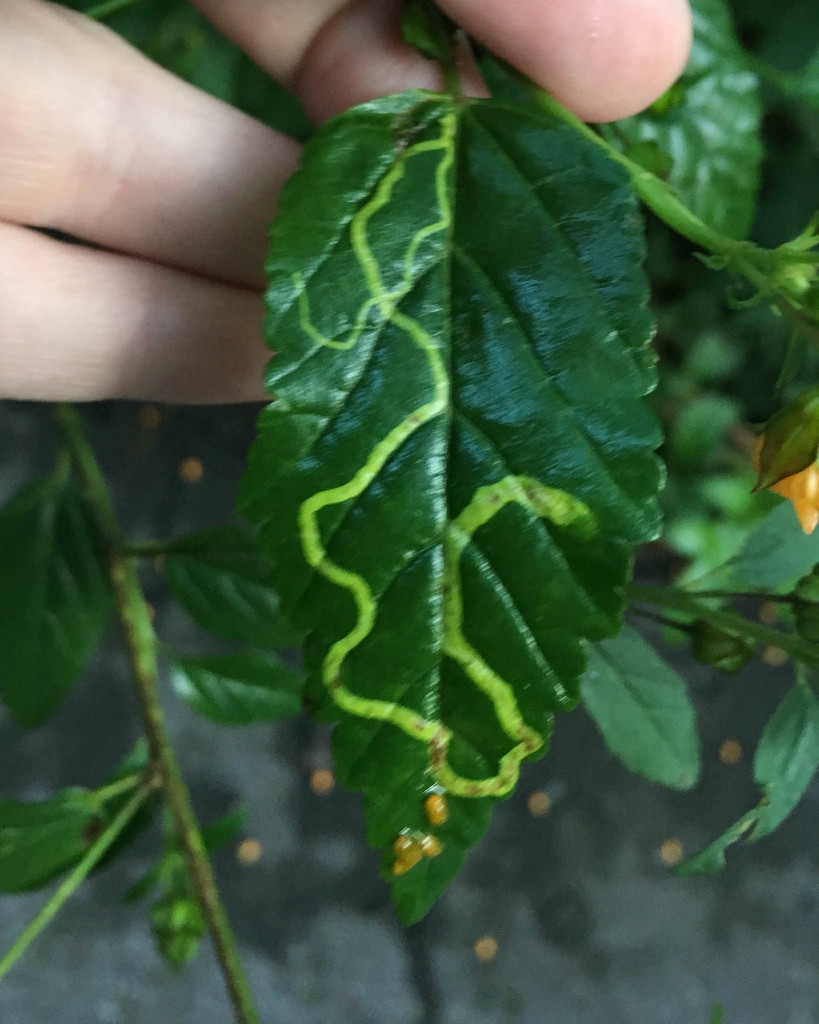 Mallow Leaf Miner