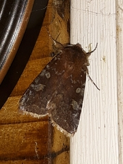 Cerastis tenebrifera