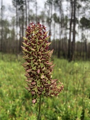 Melanthieae