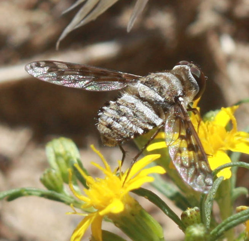 Bombyliidae