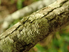 Pertusaria thiospoda