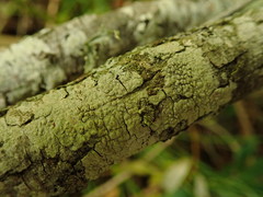Pertusaria thiospoda