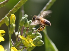 Apis mellifera