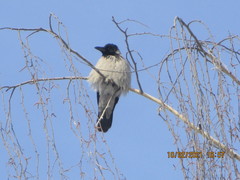 Corvus cornix