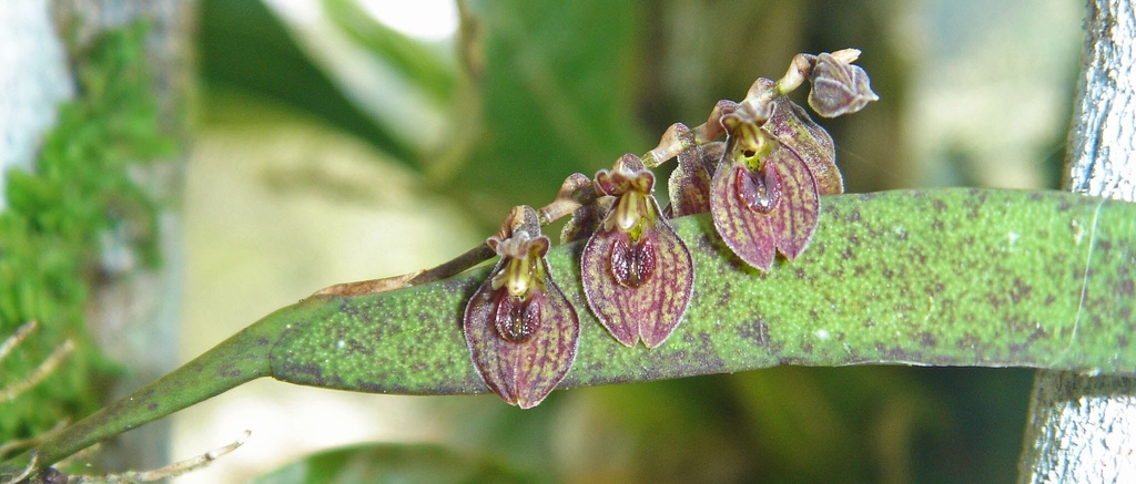 Acianthera crepiniana