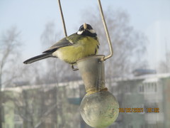 Parus major