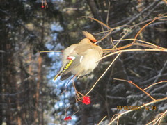 Bombycilla garrulus