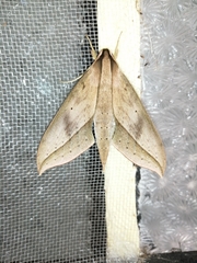 Xylophanes anubus