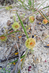 Tersonia cyathiflora