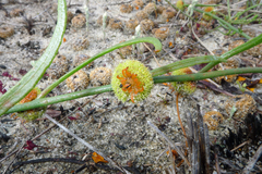 Tersonia cyathiflora
