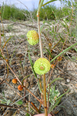 Tersonia cyathiflora