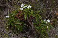 Psychotria calorhamnus