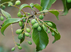 Elaeocarpus seringii