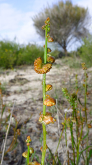 Tersonia cyathiflora
