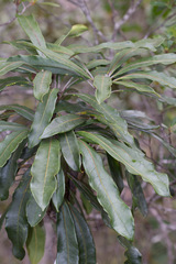Pittosporum collinum
