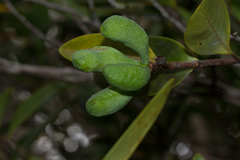 Xylopia pancheri