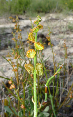 Tersonia cyathiflora