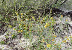 Tersonia cyathiflora