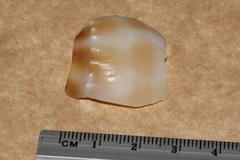 Phalium bandatum