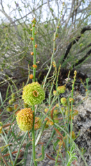 Tersonia cyathiflora