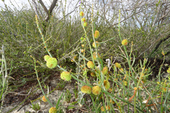 Tersonia cyathiflora