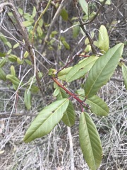 Frangula californica californica