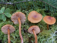 Rhodophana nitellina